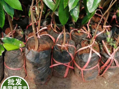 桔子樹(shù)小苗價(jià)格多少錢(qián)一棵？怎么種植才好?圖3