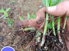 紫花白芨種苗多少錢一棵？種植賺錢嗎？圖2