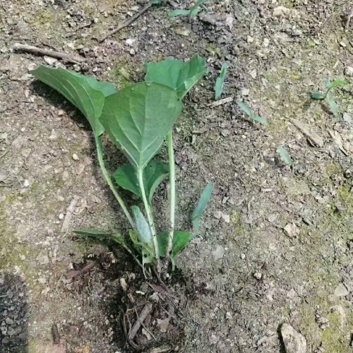 黃非洲菊基地-晉寧景鑫花卉