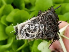 2023年3月白菜苗行情 白菜苗怎么種植好圖3