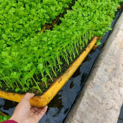 生菜苗怎么種 油麥菜苗，西芹苗，黃白苗圖