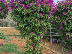 昆明市宜良縣苗木種植園 三角梅圖5