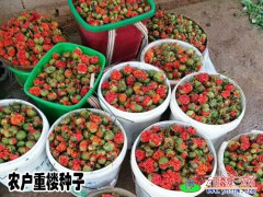 大理正宗重樓籽#大理重樓種植技術(shù)圖2