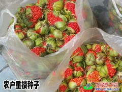 大理正宗重樓籽#大理重樓種植技術(shù)圖3