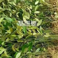 求購(gòu)草珊瑚干鮮貨