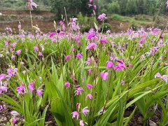 甘肅白芨直播苗 白芨苗價格多少錢一株 白芨苗哪里有圖4