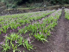 甘肅白芨直播苗 白芨苗價格多少錢一株 白芨苗哪里有圖6