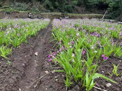 甘肅白芨直播苗 白芨苗價格多少錢一株 白芨苗哪里有圖5