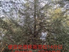 便宜處理移栽雪松14分以上的200株圖1