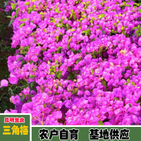 求購40公分葉子花小袋苗要紅花