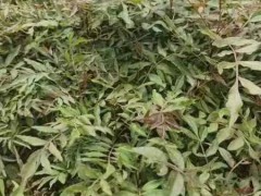 紅河扁柏，藏柏，濕地松，云南松，華山松，水冬瓜- 徐金紅香椿種植合作社圖2