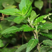 大量收購透骨草籽