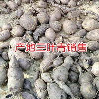 求購三葉青干品