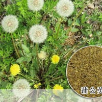 求購(gòu)蒲公英根，玉竹