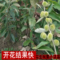 求購新鮮板栗