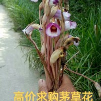 高價(jià)求購茅草花