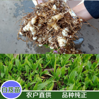 大量求購(gòu)白芨，石菖蒲，黃精