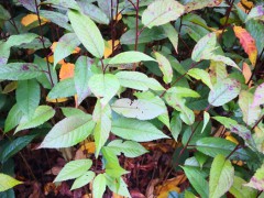 福建山櫻花袋苗 山櫻花袋苗 山櫻花無紡布杯苗圖2