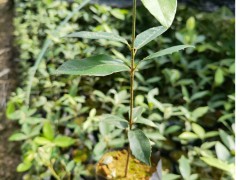 赤皮青岡袋苗 赤皮青岡苗 高度40厘米赤皮青岡圖3