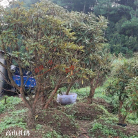 ?求購紫花槐，高山杜鵑，櫻花苗，高50小苗