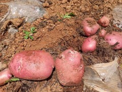 求購奇彩洋芋，俗稱：小烏洋芋，數(shù)量不限，產(chǎn)地不限，圖3