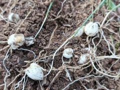 川貝母播種；7--8月播種佳，晚9-10月下雪前播種圖1