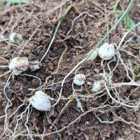 川貝母播種；7--8月播種佳，晚9-10月下雪前播種