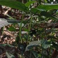 山蒟   胡椒科   胡椒屬 野外原生植物資源考察