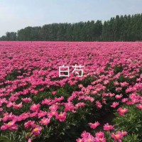 供應赤芍苗，白芍芽 亳州市峰景農(nóng)業(yè)發(fā)展有限公司