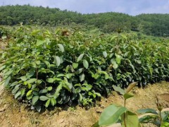 長林4號油茶苗簡介   廣西大的油茶苗基地   目前好的油茶苗品種排名圖1