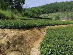 長林4號油茶苗簡介   廣西大的油茶苗基地   目前好的油茶苗品種排名圖3