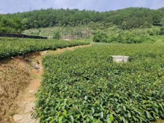 長林4號油茶苗簡介   廣西大的油茶苗基地   目前好的油茶苗品種排名圖4