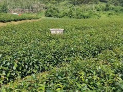 油茶苗的種植栽培技術(shù)   油茶苗基地批發(fā)   油茶苗價(jià)格多少錢一棵圖2