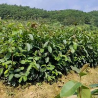 三年油茶苗多少錢一棵   香花油茶苗多少錢一棵   油茶苗基地批發(fā)處