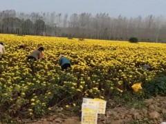 何首烏苗 產(chǎn)地一手貨源充足 包技術(shù)上門收購何首圖4