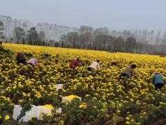 何首烏苗 產(chǎn)地一手貨源充足 包技術(shù)上門收購何首圖3