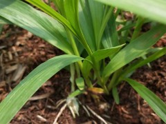 云南保山白芨苗/鮮干貨/種植基地圖3