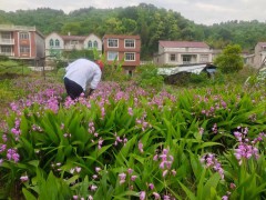 真正三叉白芨種苗圖片_供應(yīng)優(yōu)質(zhì)云南白芨小苗廠家圖2