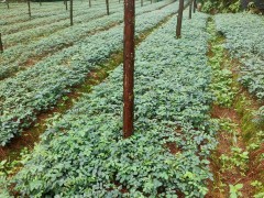 山豆根苗|_文山山豆根繁育基地圖7