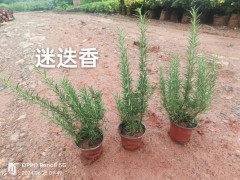 云南迷迭香種植公司都有哪些  云南迷迭香專業(yè)種植基地 迷迭香苗的價格圖2