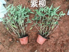 云南迷迭香綠化帶 云南迷迭香多少錢一斤 云南迷迭香種植圖2