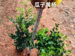 云南迷迭香綠化帶 云南迷迭香多少錢一斤 云南迷迭香種植圖3