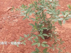 云南迷迭香綠化帶 云南迷迭香多少錢一斤 云南迷迭香種植圖4