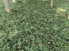 云南迷迭香綠化帶 云南迷迭香多少錢一斤 云南迷迭香種植圖5