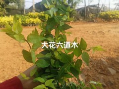 云南迷迭香綠化帶 云南迷迭香多少錢一斤 云南迷迭香種植圖9