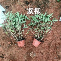 云南迷迭香收購(gòu)廠家 云南迷迭香產(chǎn)地 云南迷迭香出口廠家 云南迷迭香與澳洲迷迭香哪個(gè)好