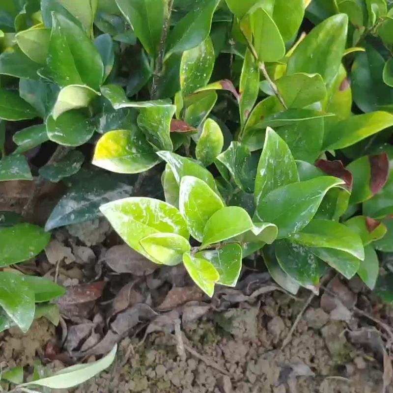 金森女貞樹(shù)苗庭院花壇金葉綠籬苗苗圃直發(fā)女貞小苗低價(jià)