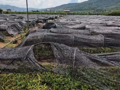 白及100g旗艦店正品貴州三叉旱白芨片搭中藥材白術(shù)白芷茯苓泡水圖7