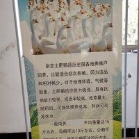 雜交鵝苗現(xiàn)在多少錢一只   雜交鵝能長多少斤   雜交鵝品種