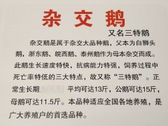 雜交鵝品種大全介紹   雜交鵝圖片   雜交鵝掌楸圖3